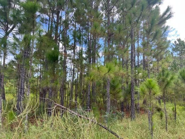 1137 Greenfield Street, Lake Placid, FL 33852 photo 11