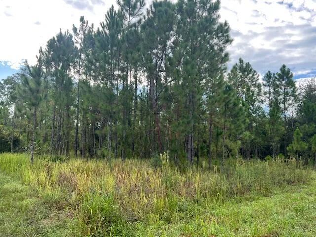 1137 Greenfield Street, Lake Placid, FL 33852 photo 8