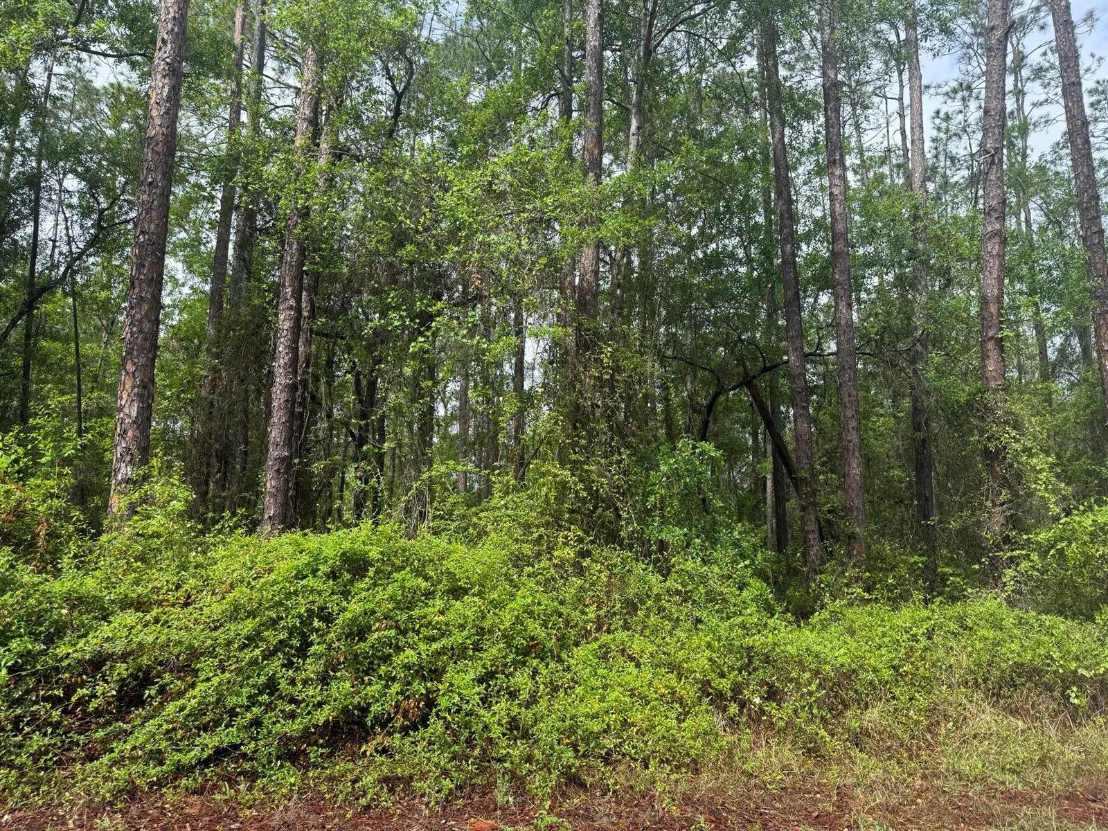 Tbd Seminole Avenue, FL 32148 photo 3