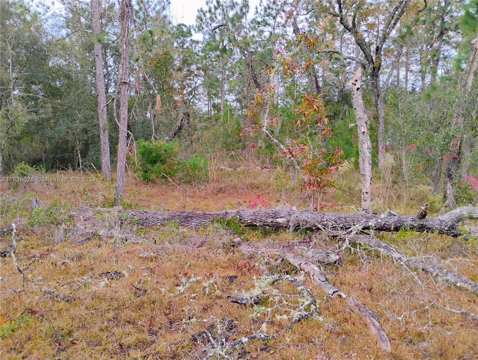 107 rome, Palatka, FL 32148 photo 2