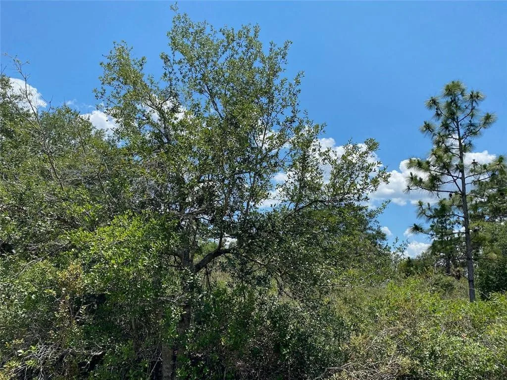 Lot 24 Indian Lake Drive, FL 33855 photo 7
