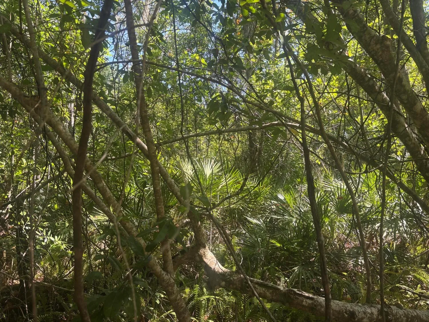 536 Bright Hill Avenue, Lake Placid, FL 33852