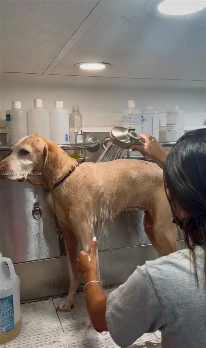 Mobile Pet Grooming, Miami FL 33134 photo 2