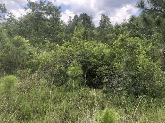 0 Xeriscape Nursery Road, Frostproof, FL 33843