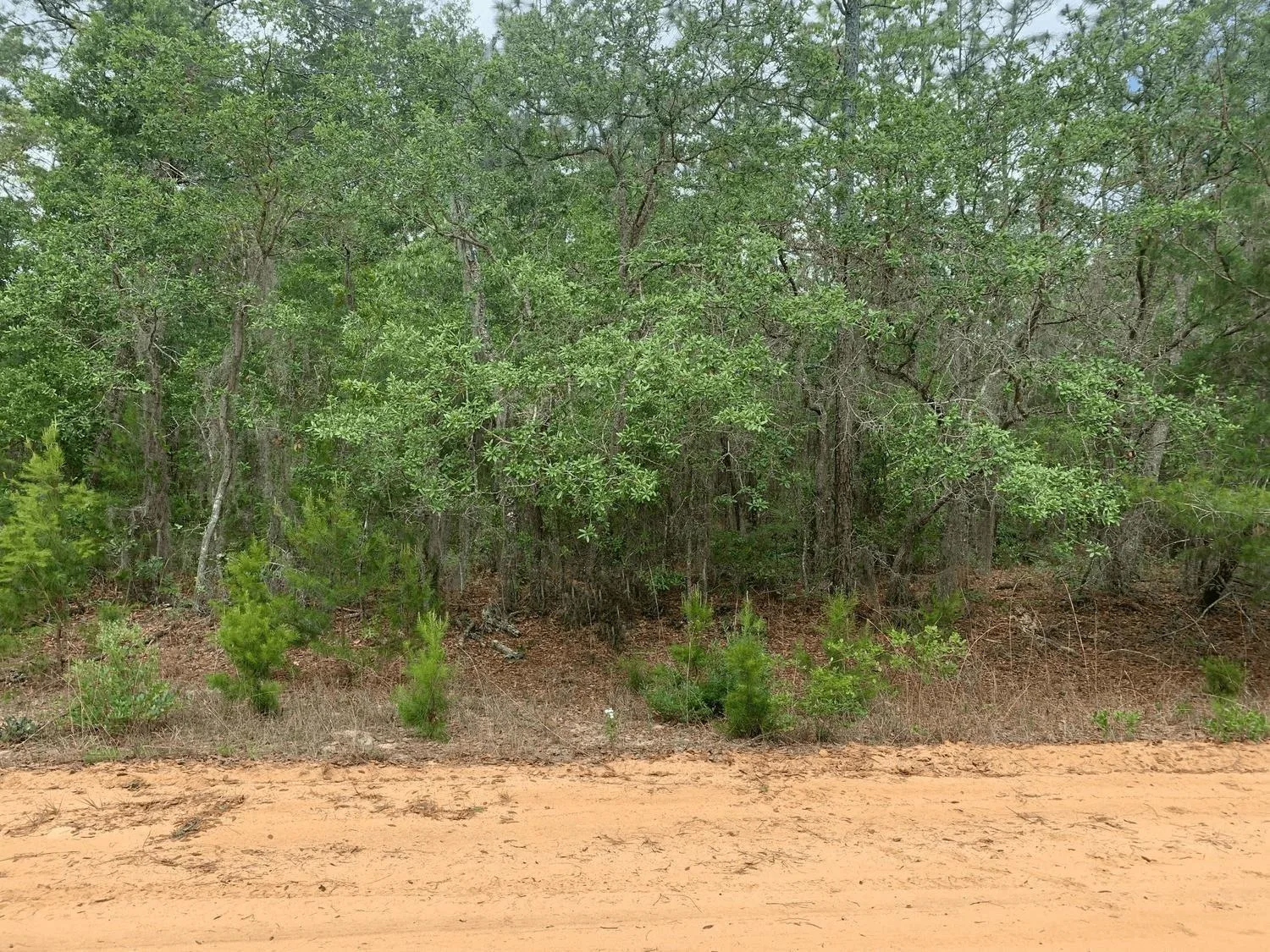 0 David Avenue, FL 32148