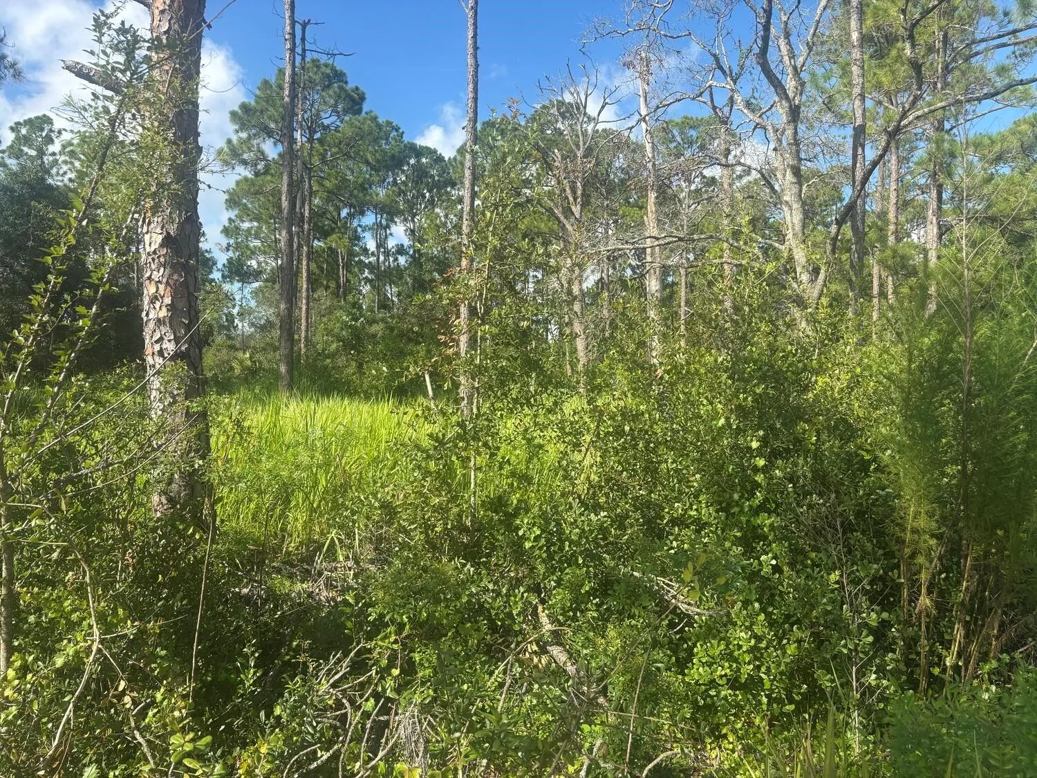 284 Rhapsody Avenue, Lake Placid, FL 33852 — zdjęcie 2