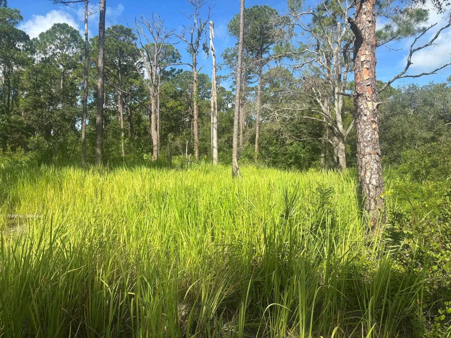 284 Rhapsody Avenue, Lake Placid, FL 33852 — zdjęcie 3