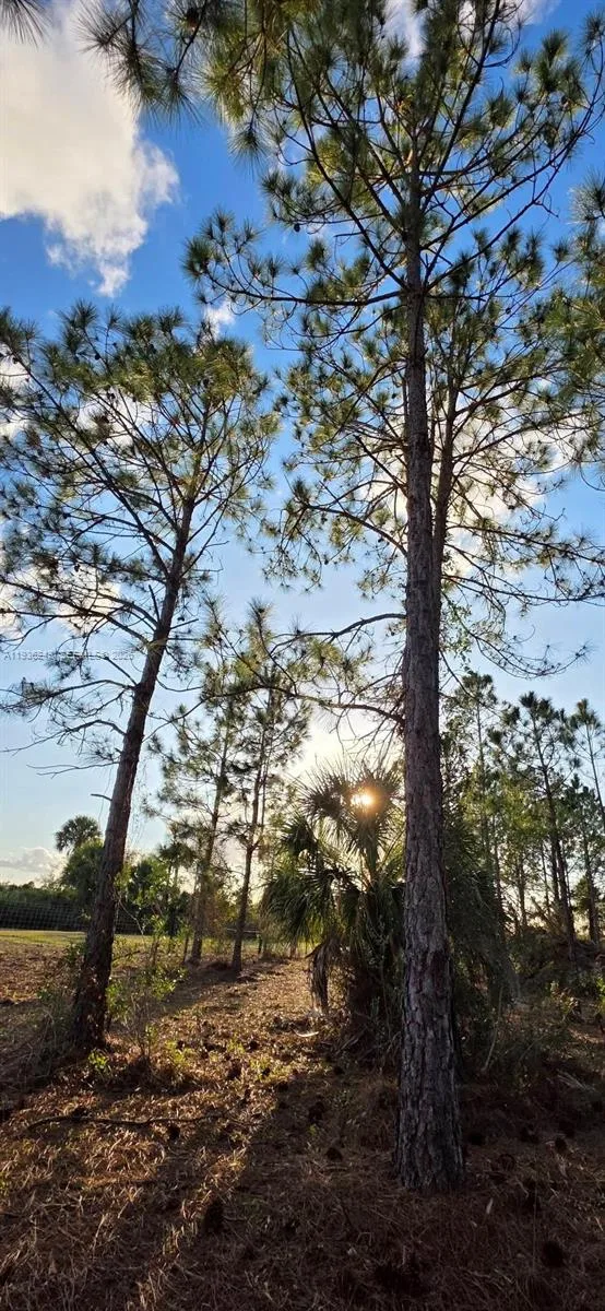 17923 NW 298 st, Okeechobee, FL 34972 photo 10