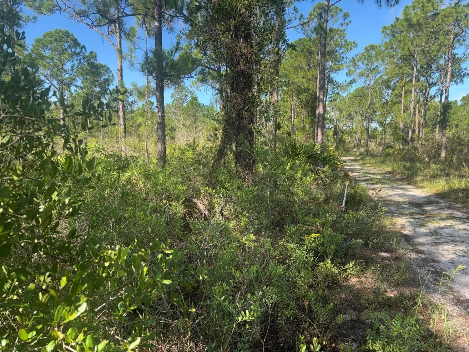1017 Granger Street, Lake Placid, FL 33852 photo 2