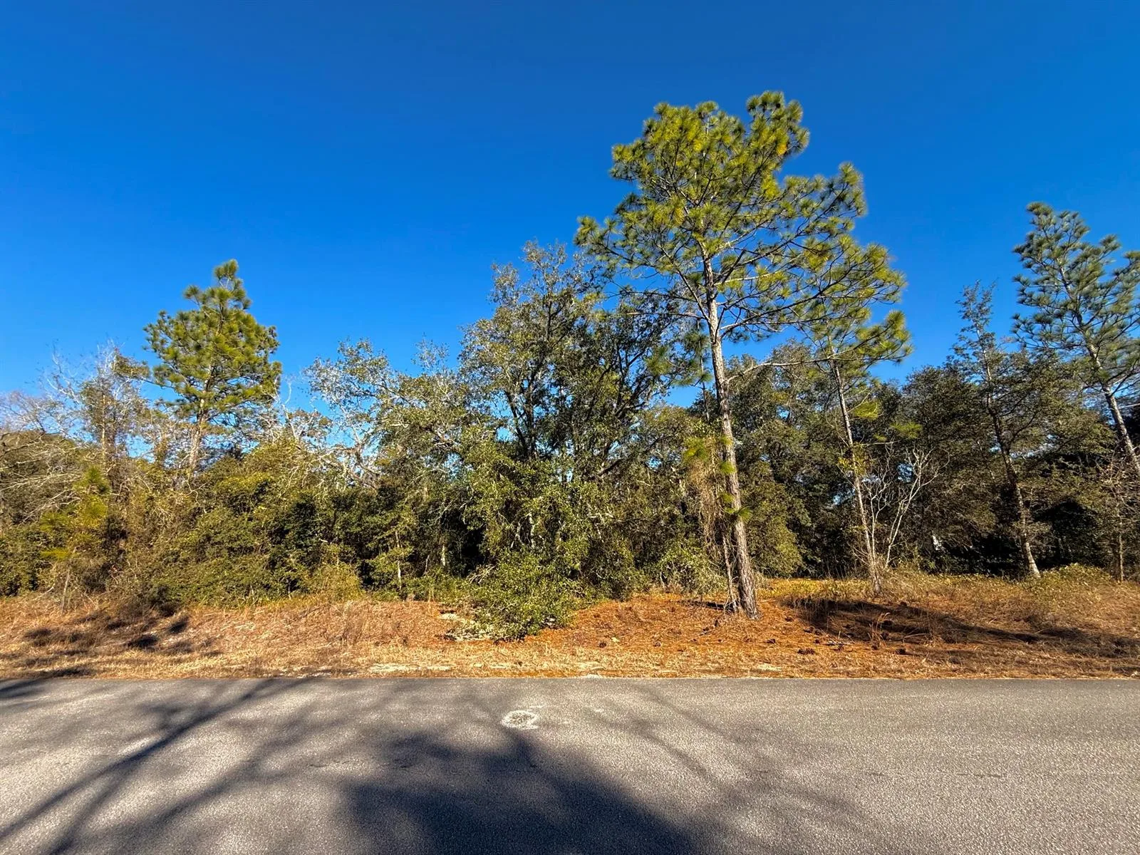 Tbd Lot 32 SW Lobelia Court, FL 34431 photo 4
