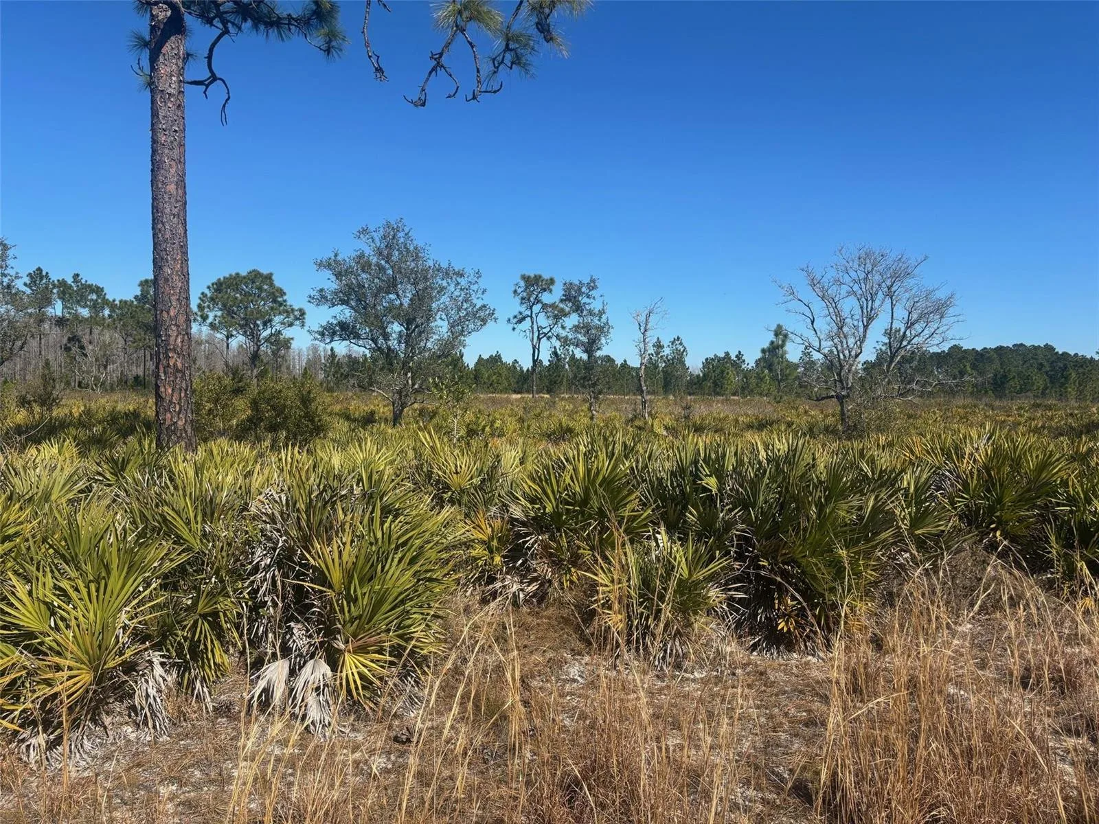 0 Xeriscape Nursery Road, Frostproof, FL 33843