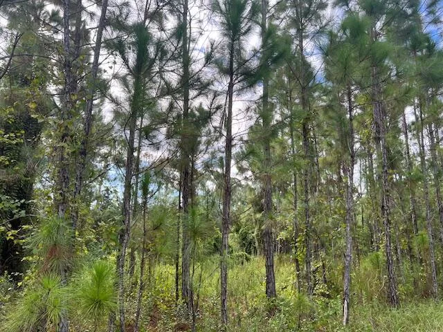 1135 Greenfield Street, Lake Placid, FL 33852 photo 3
