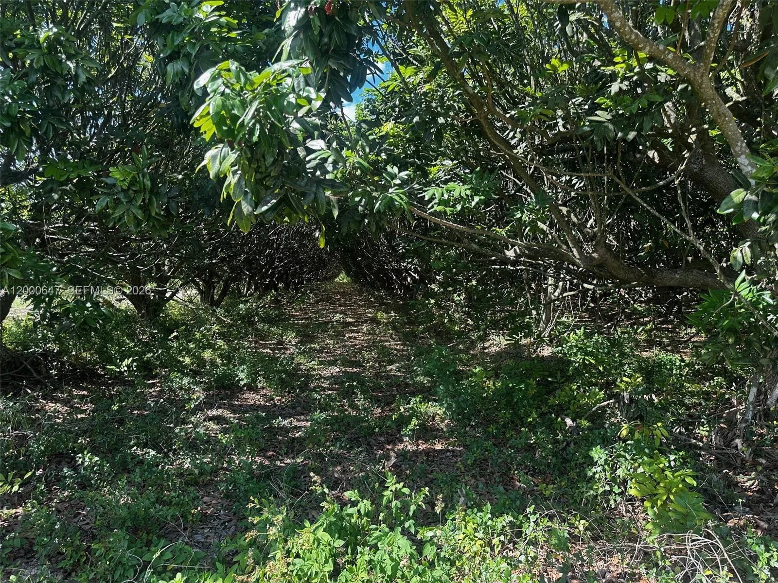 226XX SW 220 AV, Homestead, FL 33170 photo 4