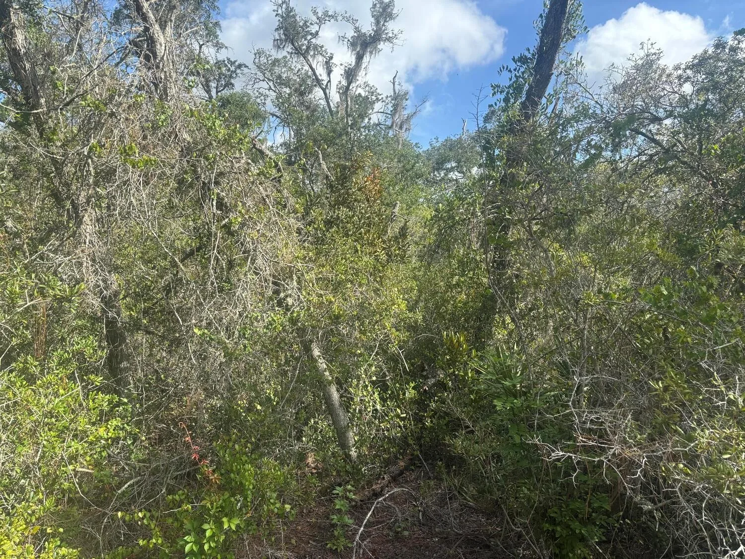 336 Stardust Avenue, Lake Placid, FL 33852 — zdjęcie 2